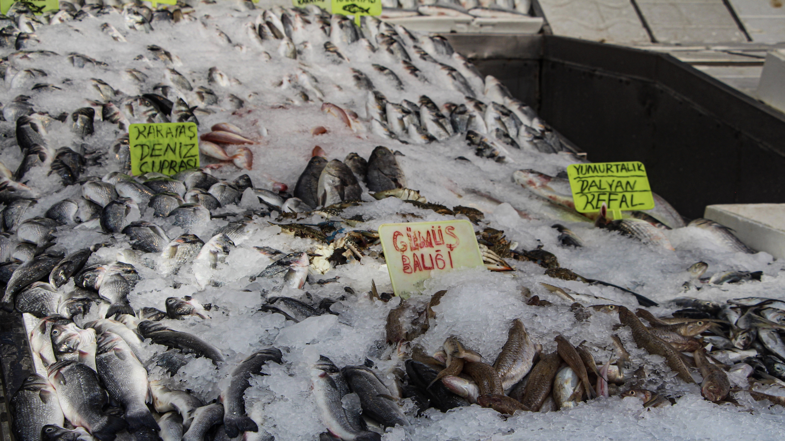 av yasagi bitti tezgahlar doldu balikta bolluk yasandi fiyatlar yariya indi pnTDVZIz