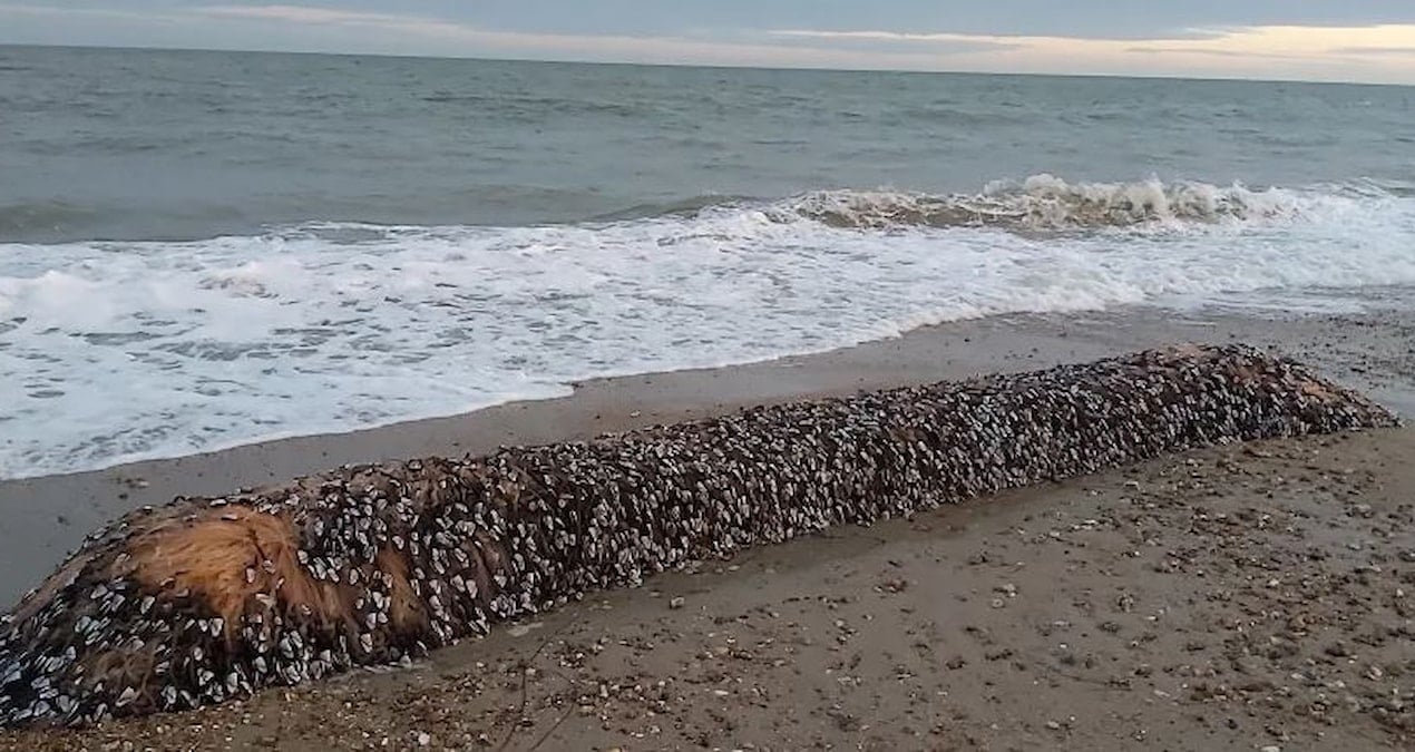 yaratik yillar sonra sahile vurdu canli yakalayan servetin sahibi olacak k3rz3NS4