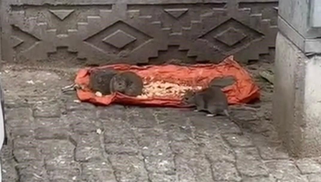 tekirdagda fareler sokaklari basti qkOAc5gd.jpg