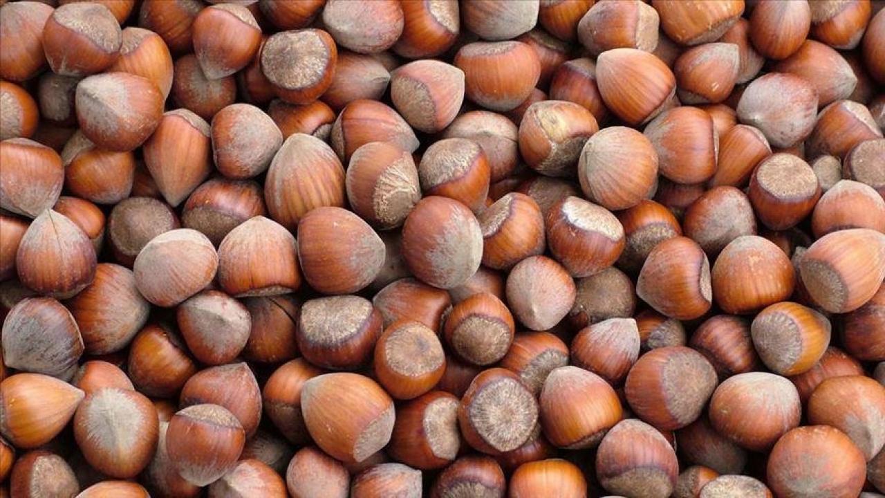 trabzonun 10 aylik findik ihracati 500 milyon dolari asti Ad11KwcV.jpg